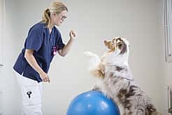 Ein Hund steht mit einem Vorderbein auf einem Gymnastikball, während er die andere Pfote zu einer Tierärztin ausstreckt. Auch sie beugt sich mit ihrem Arm zu ihm runter.
