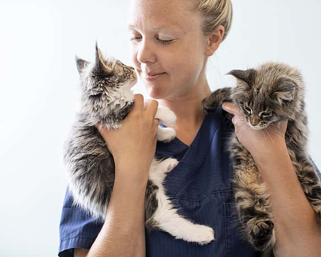 Eine Tierärztin hält zwei Babykatzen in den Händen und schaut sie sich an.