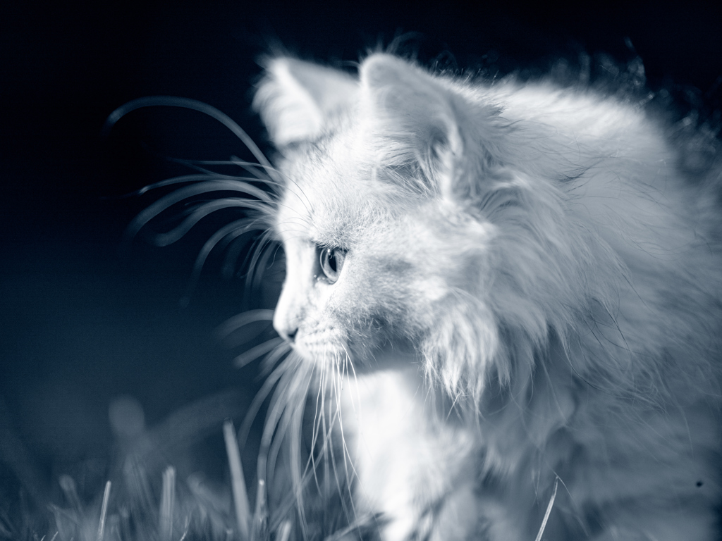 cat