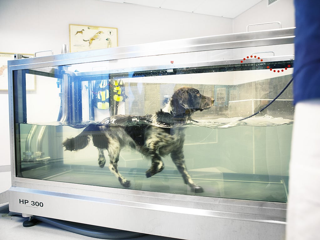 Ein Hund in einem Aquarium.