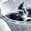 26. VETMED-Runde am 06.09.2023: Wenn dem Hund die Luft ausgeht 2.0 – Atemnot bei Überhitzung & brachycephales obstruktives Syndrom (BOS)