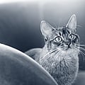Foto von Sara Vornweg, Unsere Tierärzte