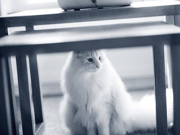 Eine Katze, die unter einem Tisch sitzt.