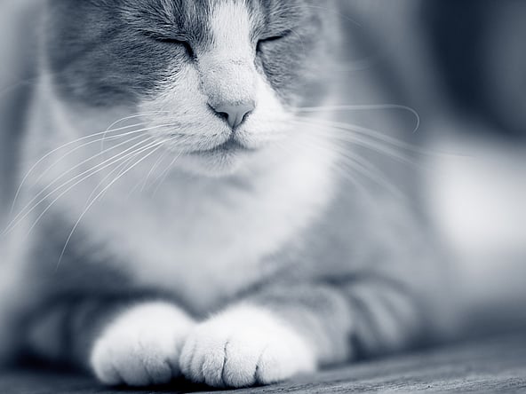 Nahaufnahme einer Katze.