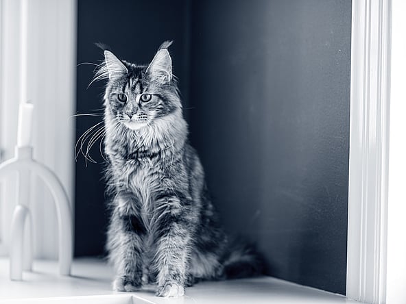 Eine Katze, die auf einem Fensterbrett sitzt.