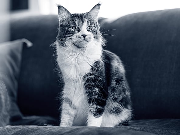 Eine Katze, die auf einer Couch sitzt.