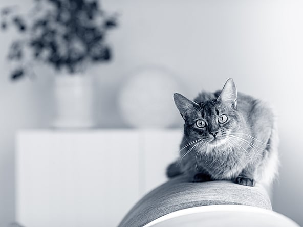 Eine Katze, die auf einer Couch sitzt.