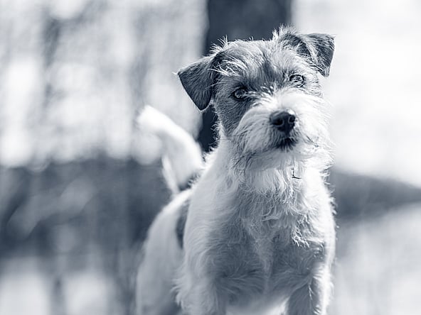 Ein Hund, der draußen im Schnee steht.