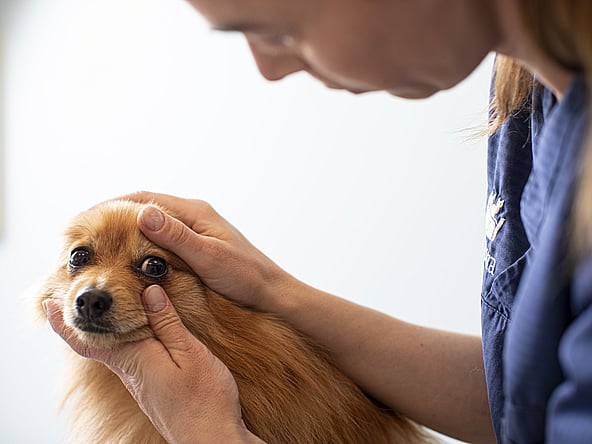 Eine Person, die einen Hund streichelt.