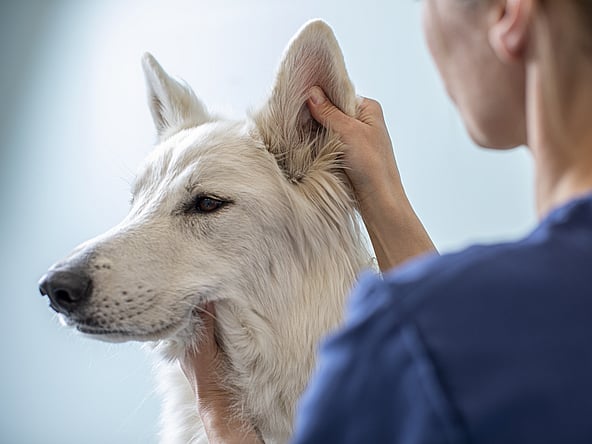 Eine Person, die einen Hund streichelt.