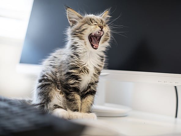 Eine Katze, die auf einem Computer gähnt.