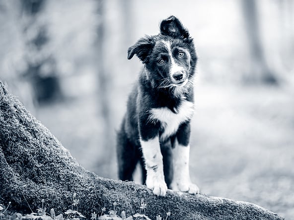 Ein Hund, der auf einem Baumstamm steht.