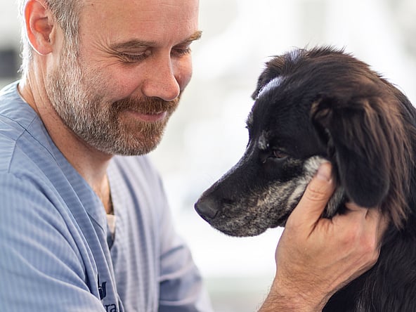 Eine Person, die einen Hund streichelt.