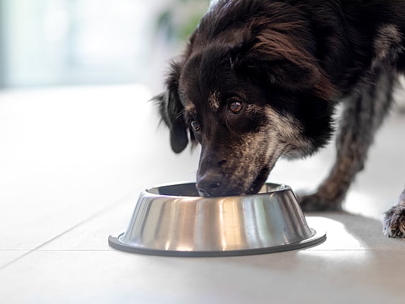 Ein Hund, der aus einem Napf isst.