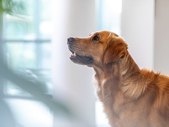 Ein Hund, der zur Seite hinaufschaut.