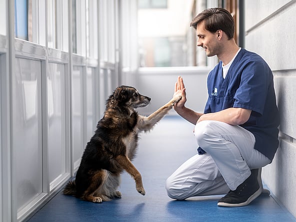 Ein Mensch und ein Hund klatschen ab.