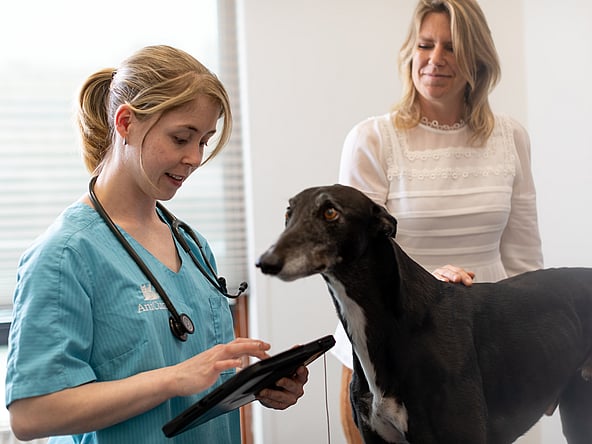 Eine Person und ein Hund, die auf ein Tablet schauen.