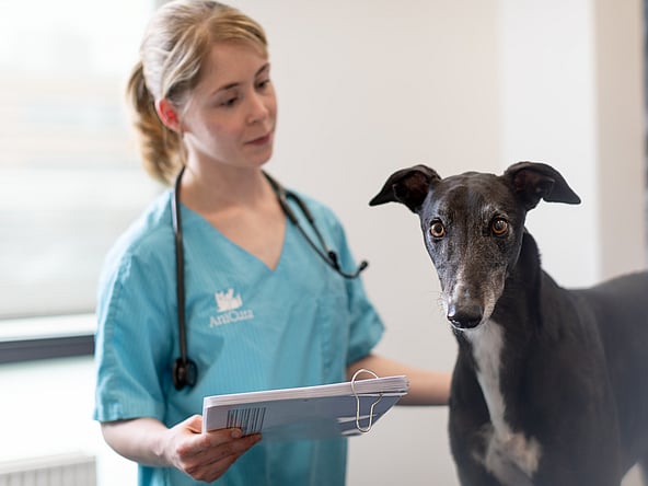 Eine Person in einem blauen Kittel hält ein Klemmbrett neben einem Hund.