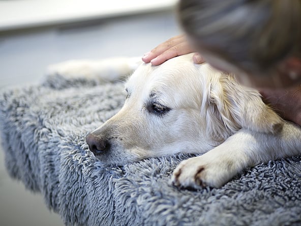 Ein Hund, der auf einem Teppich liegt.