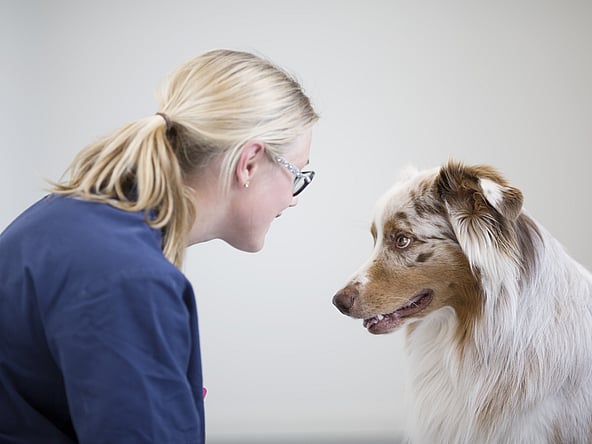 Eine Person, die einen Hund anschaut.