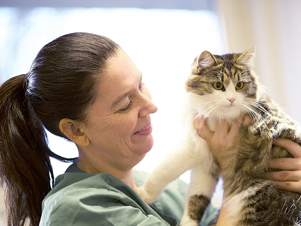 Eine Person, die eine Katze hält.