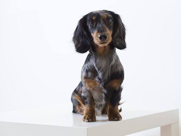 Ein Hund, der auf einem weißen Tisch sitzt.