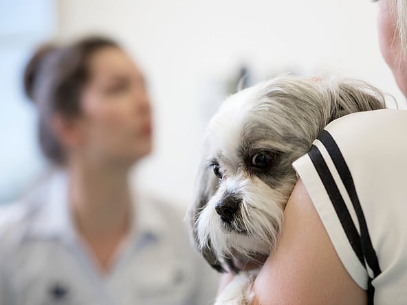 Ein Hund auf der Schulter einer Person.