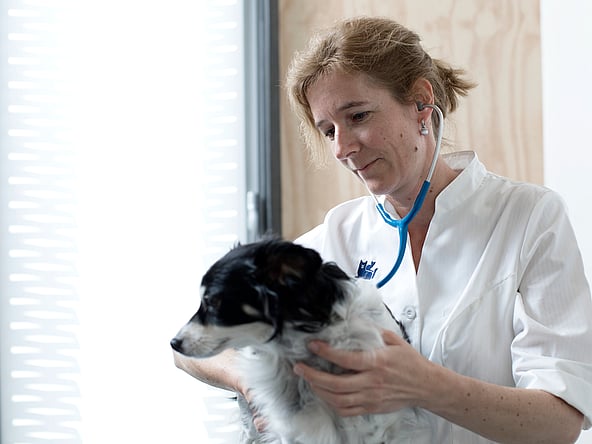 Eine Person, die ein Stethoskop trägt und einen Hund hält.