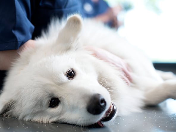 Ein weißer Hund, der auf einem Tisch liegt.