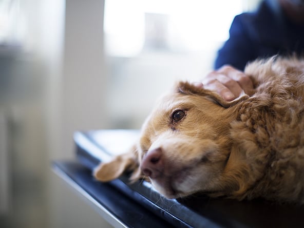 Ein Hund, der auf einem Tisch liegt.