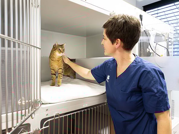 Eine Person, die eine Katze in einem Käfig streichelt.