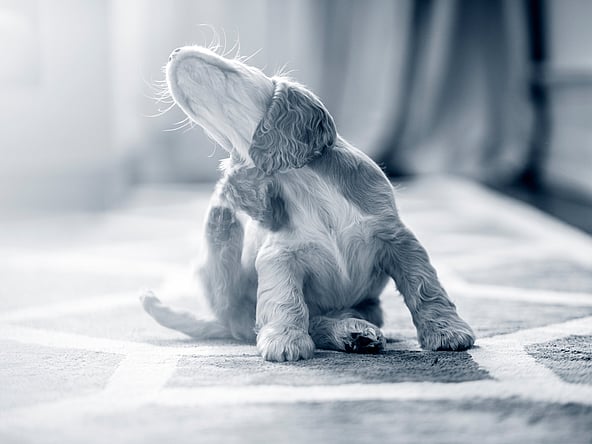 Ein Hund, der auf einem Teppich sitzt.