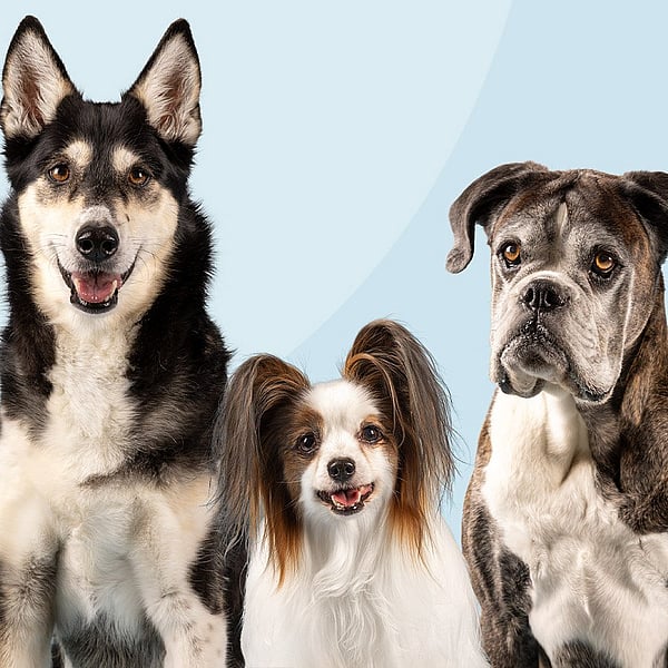Eine Gruppe von Hunden, die zusammen sitzen.