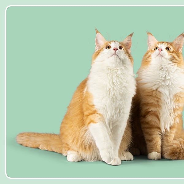 Zwei Katzen, die nebeneinander sitzen.