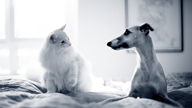 Weiße Katze und Windhund sitzen auf einem Bett und schauen sich an