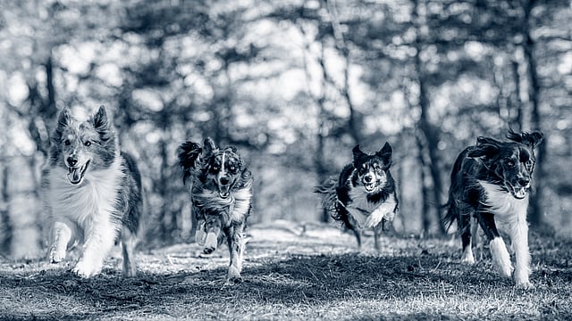 Eine Gruppe von Hunden, die im Wald laufen.