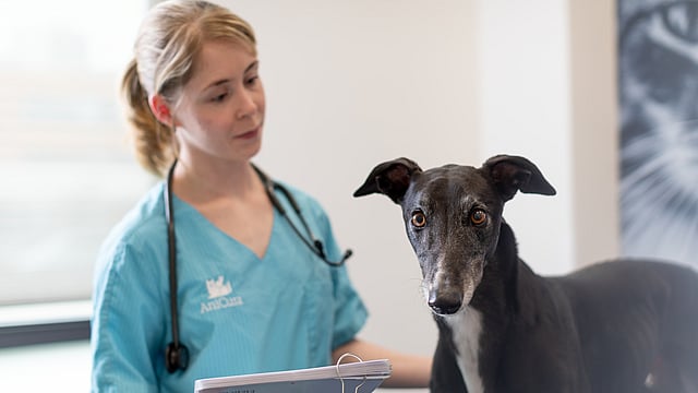 Eine Tierärztin schaut sich einen schwarzen Hund an und hat dabei ihre Unterlagen in der Hand. Der Hund schaut in die Kamera.