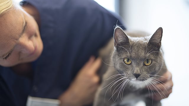 Eine Tierärztin hält eine graue Katze fest, ist zu ihr runtergebeugt und lächelt sie an. Die Katze schaut in die Kamera.