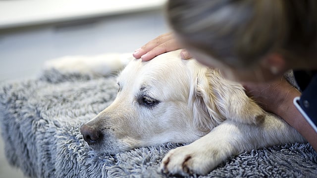 Ein Labrador liegt auf einem Teppich, während er von einer Tierpflegerin am Kopf gestreichelt wird.