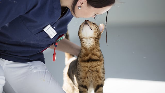 Eine Tierärztin hockt auf dem Boden und beugt sich zu einer Katze runter. Auch die Katze streckt sich zu ihr hoch und ihre Gesichter berühren sich fast.