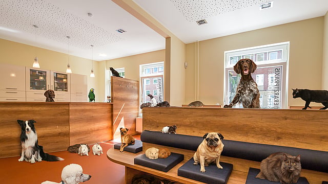 Eine Gruppe von Hunden in einer Zoohandlung.
