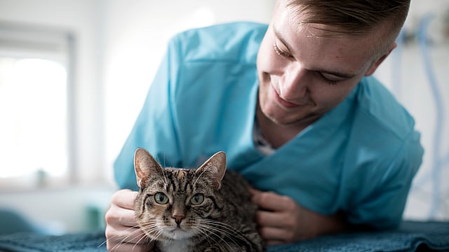 Ein Tierarzt lehnt sich über eine Katze auf die Liege und streichelt sie.