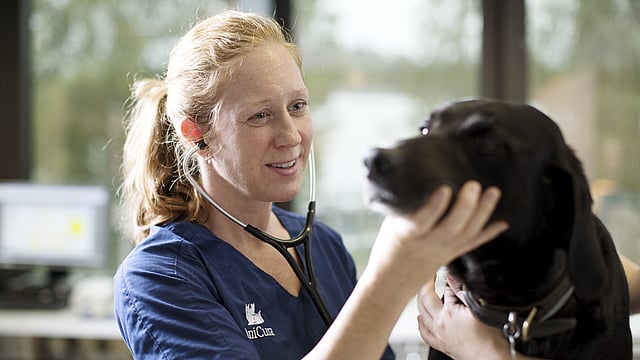 Eine Tierärztin hört mit einem Stethoskop einen schwarzen Labrador ab. Dabei hält sie seinen Kopf und lächelt ihn an.