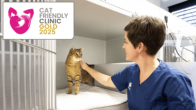 Tierärztin streichelt eine braune Katze in einer modernen Tierklinik, die als „Cat Friendly Clinic – Gold 2025“ ausgezeichnet wurde.