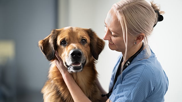 Tierärztin und Hund geben sich einen High-Five