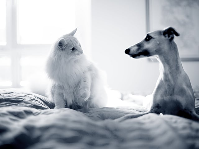 Weiße Katze und Windhund sitzen auf einem Bett und schauen sich an