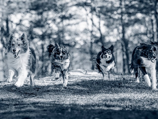 Eine Gruppe von Hunden, die im Wald laufen.