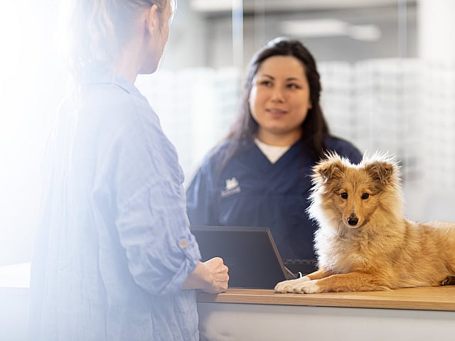 Eine Person, die mit einem Hund hinter einem Schreibtisch steht.