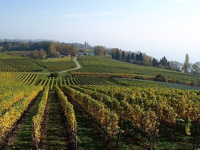 Ein schöner Ausblick auf Weinfelder.