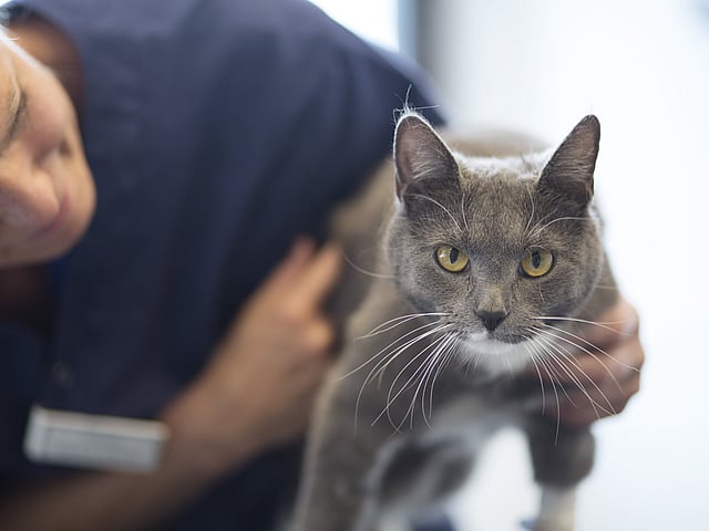Eine Tierärztin hält eine graue Katze fest, ist zu ihr runtergebeugt und lächelt sie an. Die Katze schaut in die Kamera.